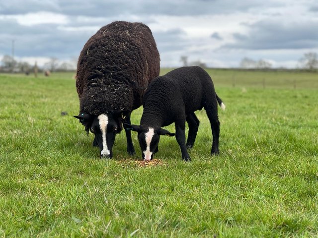 Preview of the first image of Pedigree zwartble Ewe with lamb at foot.