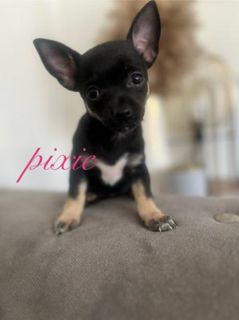 Image 6 of Chihuahua Puppies for Sale