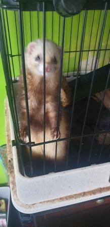 Image 5 of 2x 2.5 year old Female Ferrets