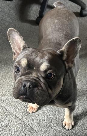 Image 2 of KC registered French Bulldog Girl Puppy