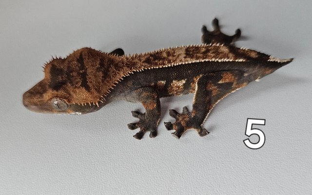 Image 4 of Juvenille Crested geckos