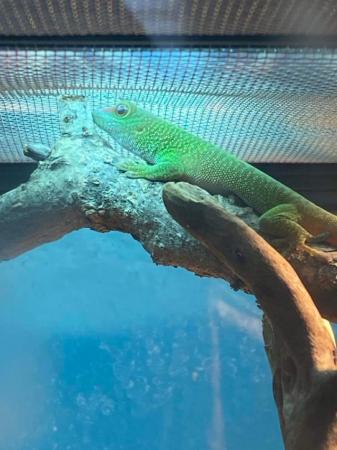 Image 5 of Captive bred giant day gecko 6 months old