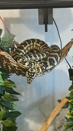 Image 1 of 5year old jungle carpet python and viv