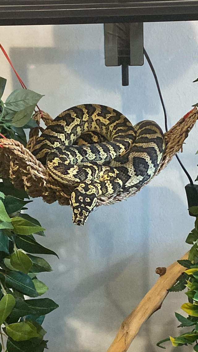Preview of the first image of 5year old jungle carpet python and viv.
