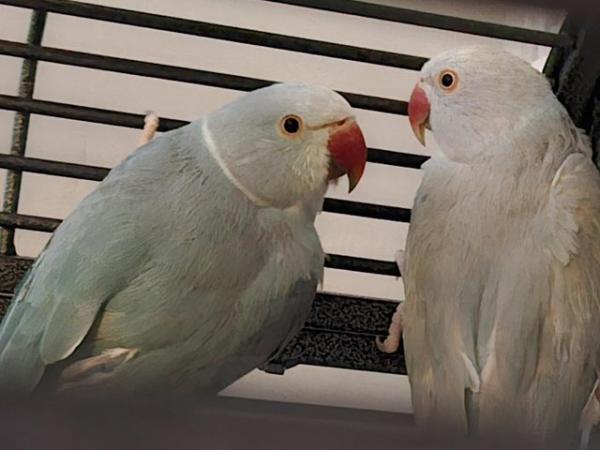 Image 3 of Blue ringneck parrots paired by dna sexting
