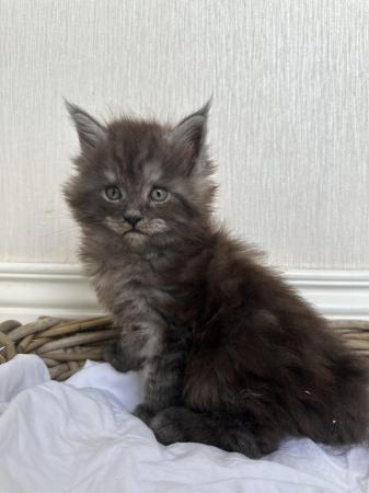 Image 5 of TICA Registered Maine coon kittens