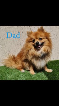 Image 7 of Pomeranian puppies extra fluffy 1 girl and 1 boy available