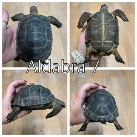 Image 7 of Aldabra tortoises now ready to leave at urban exotics