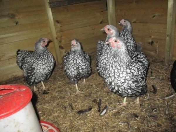 Image 2 of Silver Laced Wyandotte Bantam growers