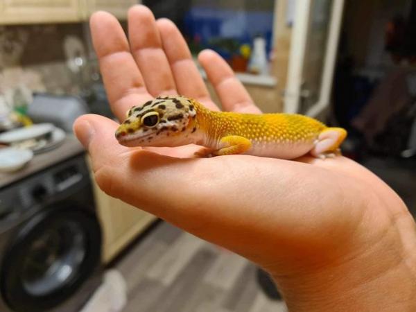Image 1 of Female leopard gecko with full setup available
