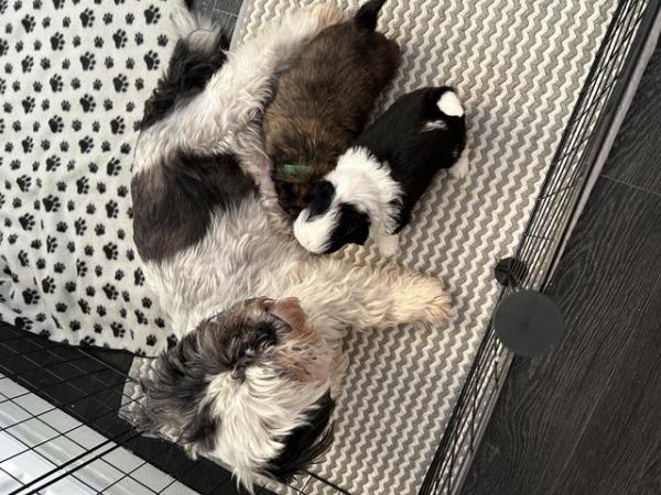 Image 2 of 1 x Shih Tzu Puppy for sale