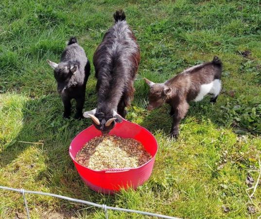 Image 3 of PYGMY GOAT BABIES FOR SALE