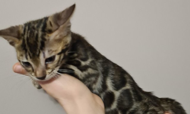 Image 7 of Beautiful Bengal kittens ready to go