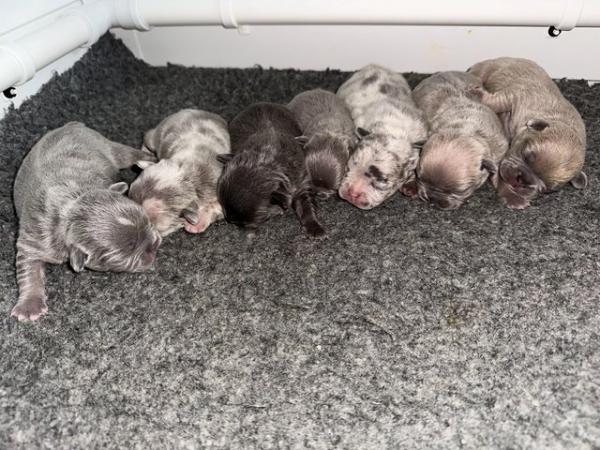 Image 8 of French bulldog Puppys quality litter PP avail