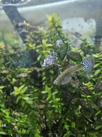 Image 3 of Various colour fantail guppies £2 each