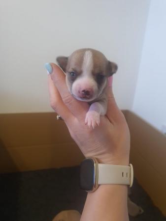 Image 7 of Beautiful smooth coat chihuahua puppies for sale