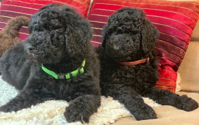 Image 2 of Standard Poodle Puppies ready now
