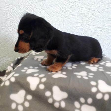 Image 14 of Long haired miniture dachshund pups.