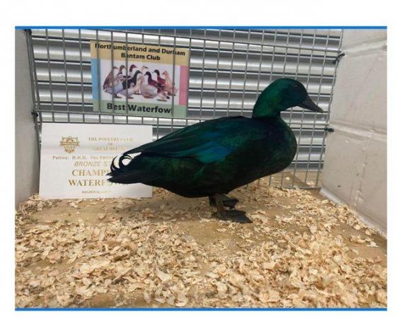 Image 2 of Various Quality show ducks available