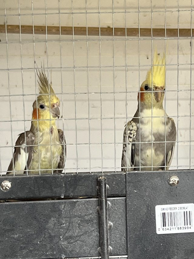 Preview of the first image of 2 young pearl cockatiel hens.