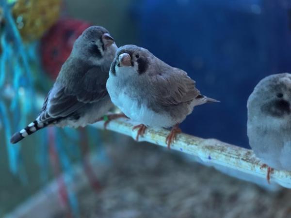 Image 5 of Young Zebra finches for sale
