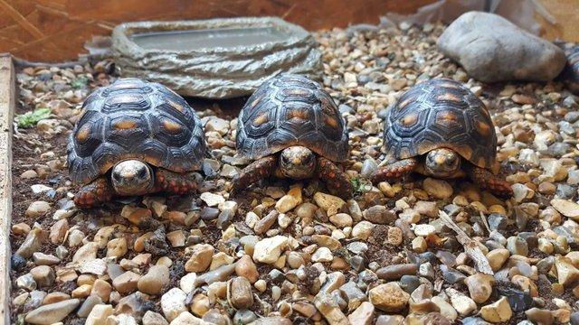 Image 2 of Baby Redfoot Tortoises ALL NOW SOLD!!!
