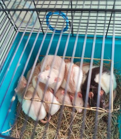 Image 1 of YOUNG (17 WKS) MALE & FEMALE RATS FOR SALE
