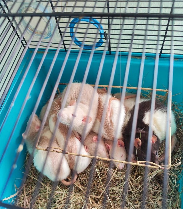 Preview of the first image of YOUNG (17 WKS) MALE & FEMALE RATS FOR SALE.