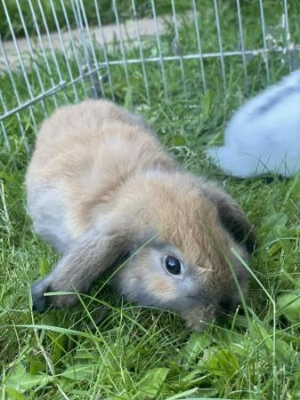 Image 15 of Mini lop rabbits ready now