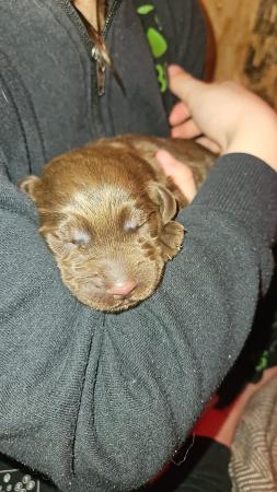 Image 3 of 11 day old labradoddle pups