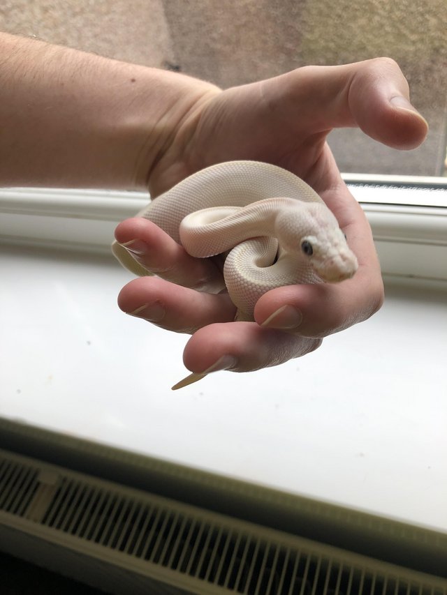 Preview of the first image of Blue eyed leucistic ball python    Royal python.