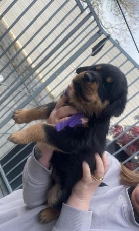 Image 15 of Rottweiler kc registered puppies