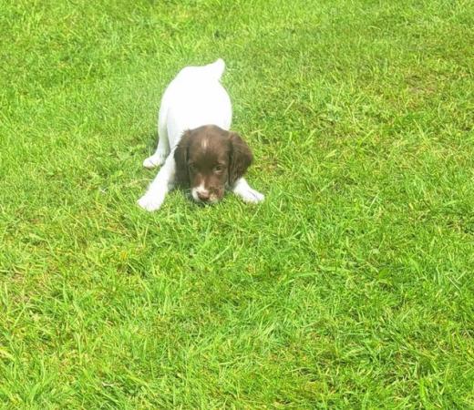 Image 8 of sprocker for sale from loving home
