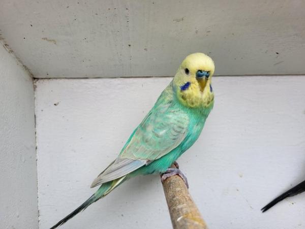 Image 2 of Proven budgie pair available for new home