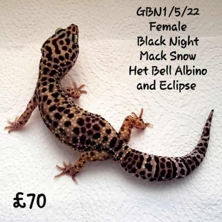 Image 15 of Leopard Geckos Available For New Homes