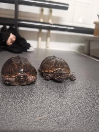 Image 5 of *REDUCED* 2 male 3 year old musk terrapins