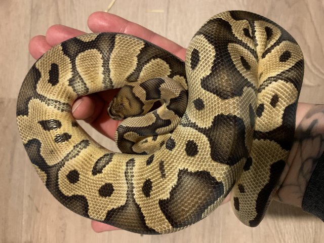 Preview of the first image of Female clown poss het hypo royal python.