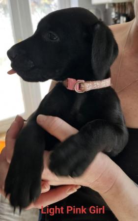 Image 9 of Doberman x Labrador puppies for sale