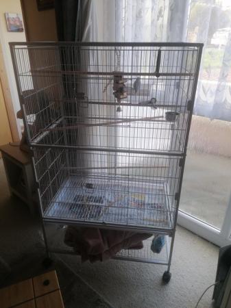 Image 4 of Two parrotlets for sale one blue one white come as a pair.