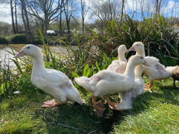 Image 3 of Young Aylesbury Female Ducks - Open All This Weekend