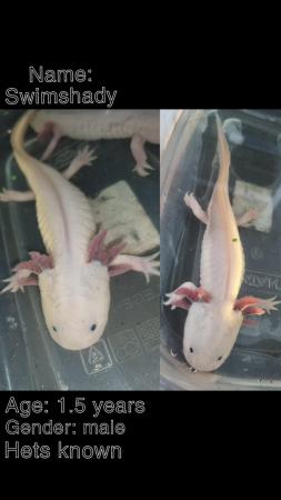 Image 2 of Adults male axolotls for sale