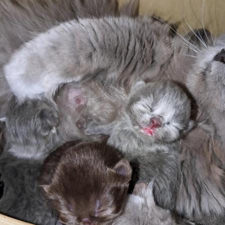 Image 2 of Gorgeous registered, British Longhair kittens ??