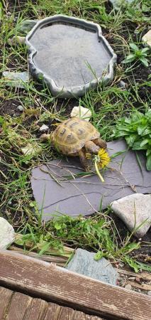 Image 1 of Wanted tortoise to join us