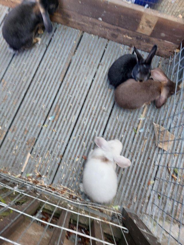 Preview of the first image of baby rabbits. sex unknown till they are 6 months old..