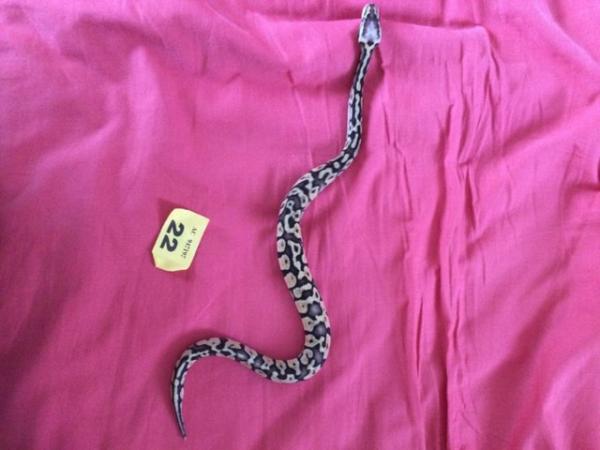 Image 2 of Female super pastel baby royal python