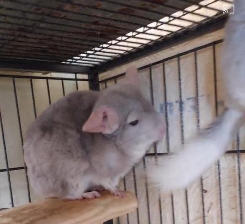 Image 6 of Female chinchillas for sale. Beige and white-viole from £140
