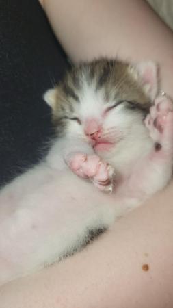 Image 2 of RESERVED - beautiful polydactyl (extra toes) kitten