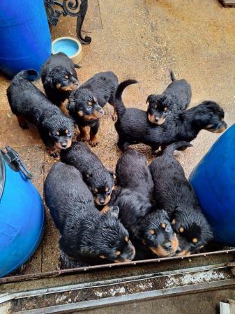 Image 2 of Rottweilerpuppies for sale mixed litter.