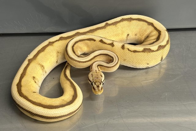 Preview of the first image of Stunning High End Snakes For Sale.