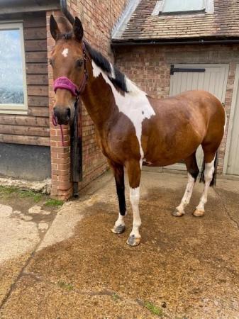 Image 1 of Ex Polo Pony to Share in Effingham - experienced rider